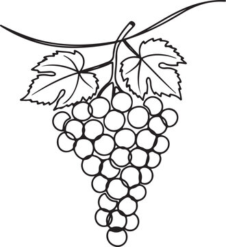 Beautiful graps line art art design