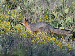 A gray fox (Urocyon cinereoargenteus) is walking through a field in Prairie Dog Town at Mackenzie Main City Park, Lubbock, Texas.
