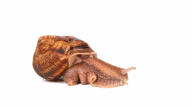 A large, brown and tan snail is laying on its back. The shell is open and the snail is visible inside