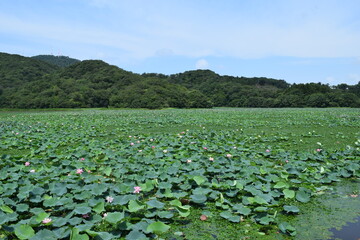 大山上池・下池 ラムサール条約登録地