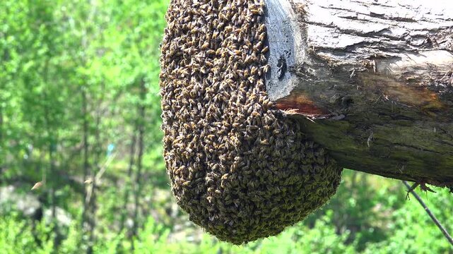 Natural wild honey bee swarm gathered on a tree branch forming a dense cluster. The bees create a living mass during colony division, showing social insect behavior and natural reproduction in the wil