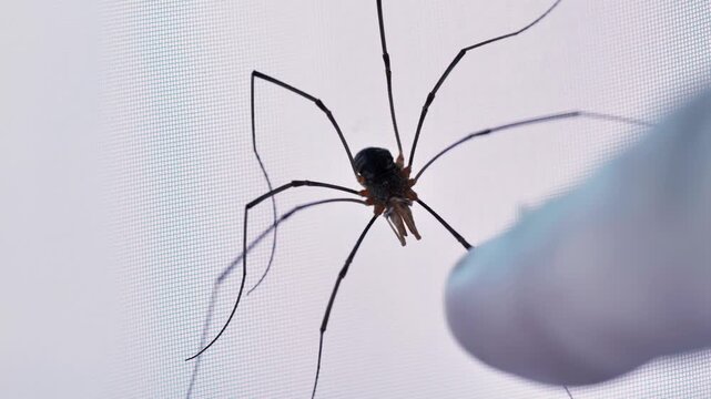 Harvestman or daddy long legs crawling on mosquito net
