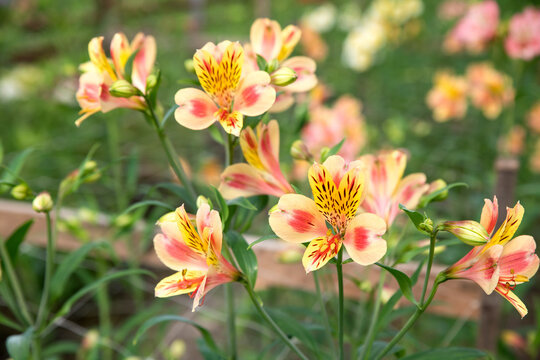 Close-up photograph of a yellow pink alstroemeria flowers. Alstroemeria flowers in a greenhouse. Growing flowers in greenhouses. Gardening.