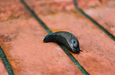 The big black slug