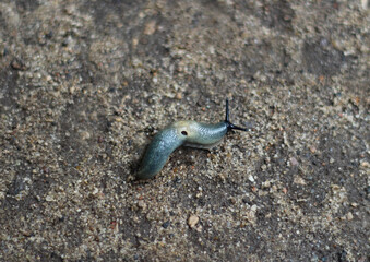 A slug crawls along the road