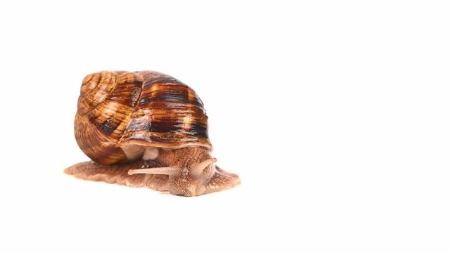 A small brown and white snail is crawling on a white background. The snail is moving slowly and he is in a relaxed state