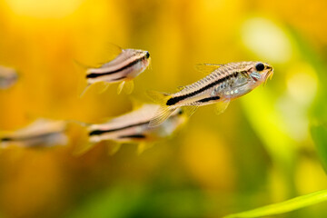 many corydoras pygmaeus, group blackbanded corydoras dwarf armored catfish underwater swimming. Gastrodermus Corydoras pygmaeus miniature tropical catfish in the nature freshwater aquarium tank