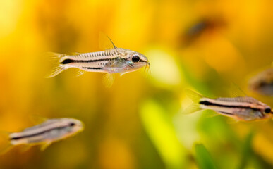 many corydoras pygmaeus, group blackbanded corydoras dwarf armored catfish underwater swimming. Gastrodermus Corydoras pygmaeus miniature tropical catfish in the nature freshwater aquarium tank