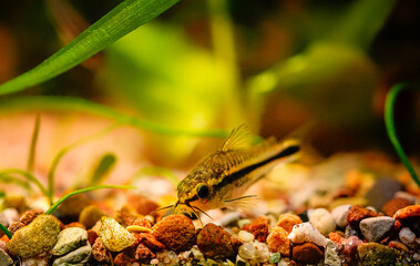 Corydoras pygmaeus, blackbanded corydoras dwarf armored catfish underwater swimming. Gastrodermus Corydoras pygmaeus miniature tropical catfish in the nature freshwater aquarium tank