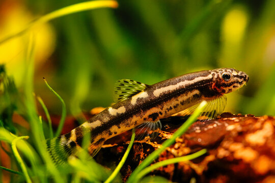 Protomyzon pachychilus panda loach, Yaoshania pachychilus river asia suckermouth fisch. Panda loach goby Thick lipped loach, Pandaschmerle bottom feeder and algae eater, ornamental fish	