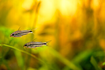 Corydoras pygmaeus, blackbanded corydoras dwarf armored catfish underwater swimming. Gastrodermus Corydoras pygmaeus miniature tropical catfish in the nature freshwater aquarium tank