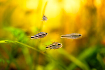 many corydoras pygmaeus, group blackbanded corydoras dwarf armored catfish underwater swimming. Gastrodermus Corydoras pygmaeus miniature tropical catfish in the nature freshwater aquarium tank