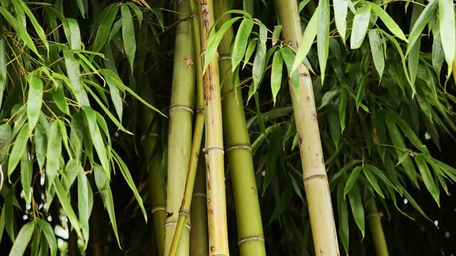 Lush Green Bamboo Stalks and Leaves Creating a Tranquil Natural Backdrop in Moscow's Vietnam Days