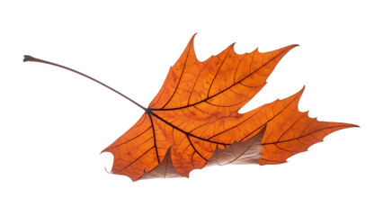 Obraz premium A single vibrant orange autumn platanus leaf with detailed veins isolated on a transparent background