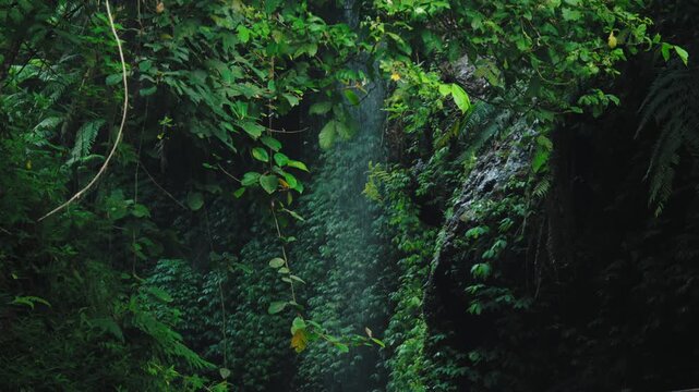Lush Green Forest Scene