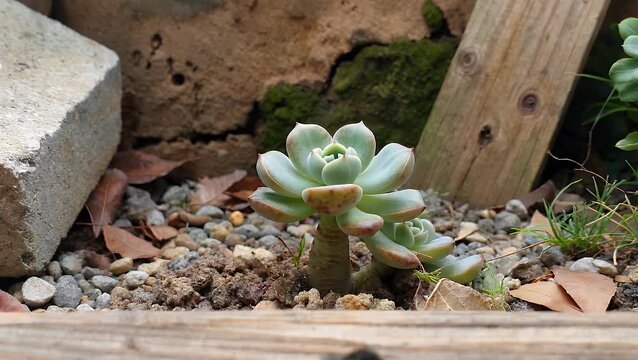 diminutive and fleshy botanical specimen positioned upon a weathered and rural-textured backdrop  showcasing selective focusing techniques and a narrow plane of sharp focus for a domestic