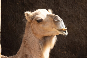 Obraz premium Portrait d’un chameau souriant dans le désert