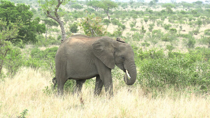 Fototapeta premium Éléphant d’Afrique dans le parc Kruger en Afrique du Sud