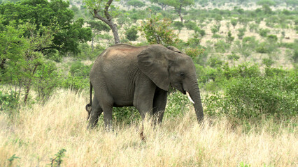 Fototapeta premium Éléphant d’Afrique dans le parc Kruger en Afrique du Sud