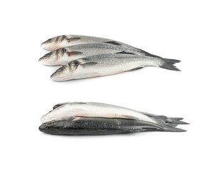 European seabass or Dicentrarchus labrax, whole raw labrax, branzino fish, European bass