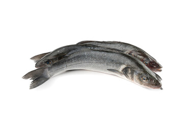 European seabass or Dicentrarchus labrax, whole raw labrax, branzino fish, European bass