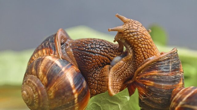 Two snails are touching each other. The snails are brown and have a shell. The snails are on a green leaf