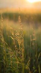 Fototapeta premium Golden Grass at Sunset