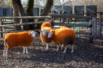 Three orange sheep standing in wooden pen with leaf litter ground. For farm visuals, animal husbandry content, and rural lifestyle backgrounds. Real photo