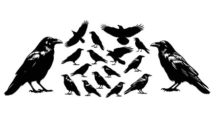 Collection of Black Crows and Ravens Silhouettes on White Background.