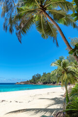 Obraz premium Palm trees on sandy beach palm and turquoise sea. Summer vacation and tropical beach concept.