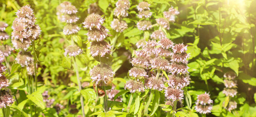 Close-up of  flowers with soft purple blossoms and green leaves illuminated by warm summer sunlight