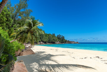 Fototapeta premium Palm trees on sandy beach palm and turquoise sea. Summer vacation and tropical beach concept.