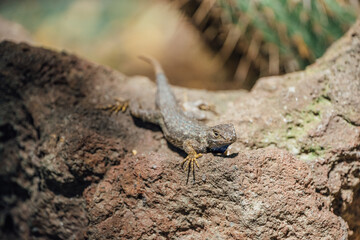 Side Blotched Lizard