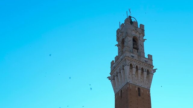 Torre del mangia in piazza del campo, siena, with birds flying around. Birds are flying around the torre del mangia, the second tallest secular tower in italy, located in piazza del campo, siena