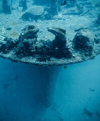 Sea Tiger Wreck