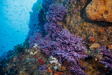 Farnsworth Pinnacles
