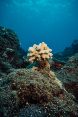 Hawaii Underwater