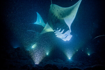 Manta Ray