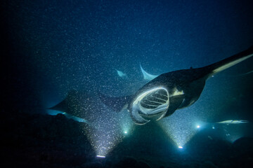 Manta Ray