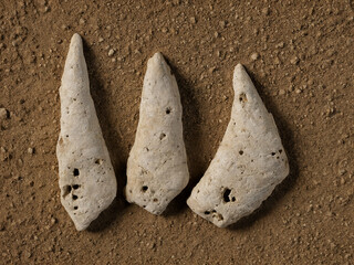 ﻿Drei weißlich gealterte Knochenfragmente liegen auf einer rauhen, braunen Erdschicht, ein stilles Bild, das die Vergänglichkeit des Lebens und die stille Kraft vergangener Zeiten reflektiert.