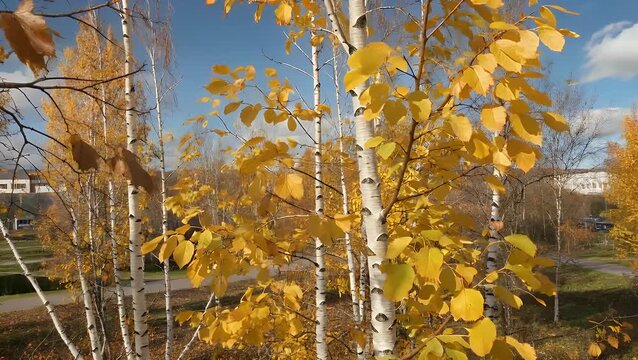 of a Yellow-Barked Tree Species Gently Moving from a Subtle Air Current Creating a Luminous Seasonal
