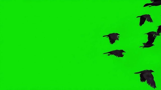 Green Screen flock of black crows flying isolated on scene 3 with distortion, overlay, glitch, static noise, scan lines background, 4k animated video loop