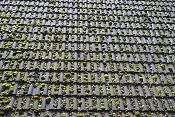 moss on a roof