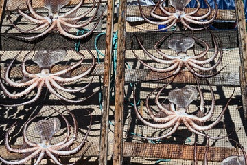 Drying Octopuses The Net