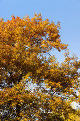 oak tree growing in the autumn park , oak with yellowing foliage in sunny weather in autumn