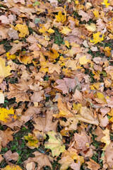 yellow maple foliage lying on the ground during leaf fall, late autumn in the park in cloudy weather, details of maple foliage falling to the ground