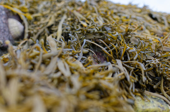 gros plan sur des algues en bretagne