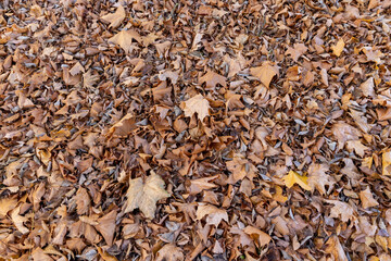maple leaves that have long since fallen to the ground which have turned rusty orange, the grass and the ground strewn with maple leaves in the park with deciduous trees