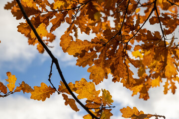 autumn oak foliage against the sky with clouds in November, beautiful rusty oak foliage in the autumn season in sunny weather