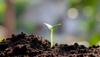 Close-up of a young green seedling growing from rich dark soil with fine particles floating around, symbolizing new life and growth.